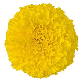 黄色,万寿菊,花,隔绝,白色背景