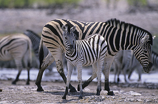 纳米比亚,埃托沙国家公园,斑马,一岁,水潭