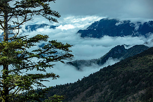 神农架,神农顶,风景,景点,旅游,高山,瀑布,河流,神秘,树木,植被,石头,鄂西,云海,峡谷,壮观