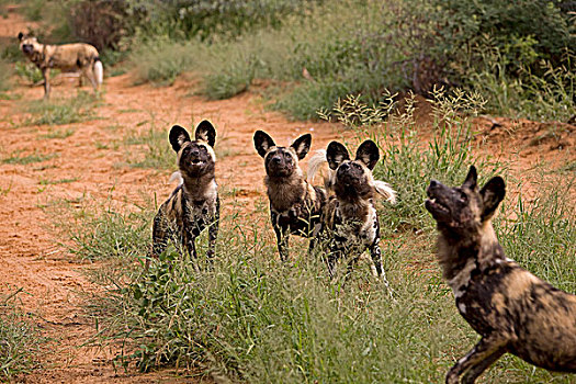 非洲野狗,非洲野犬属,成年,纳米比亚