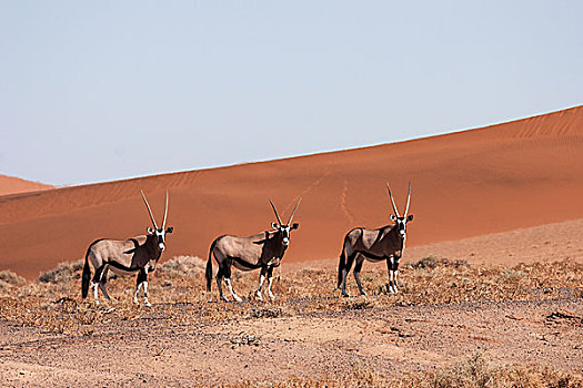 南非大羚羊,羚羊,索苏维来地区,纳米布沙漠,纳米比诺克陆夫国家公园,纳米比亚,非洲