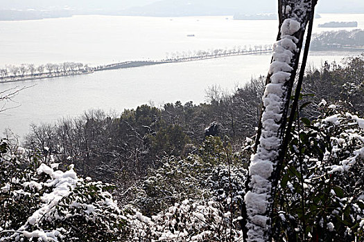 杭州,西湖,树木,树,树林,雪,水墨画,朦胧,仙境,冬天,平静,姿态,断桥,下雪