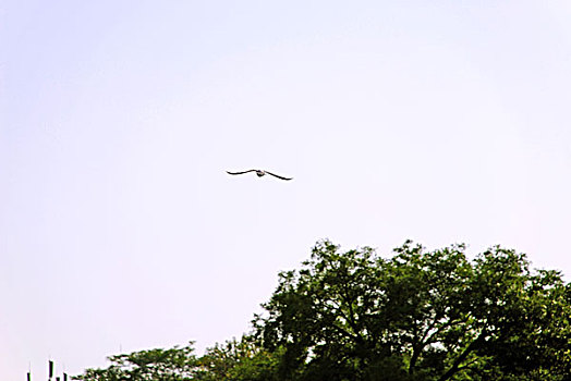 北京北海上飞翔的水鸟
