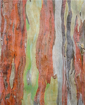 彩色,抽象图案,桉树,树皮