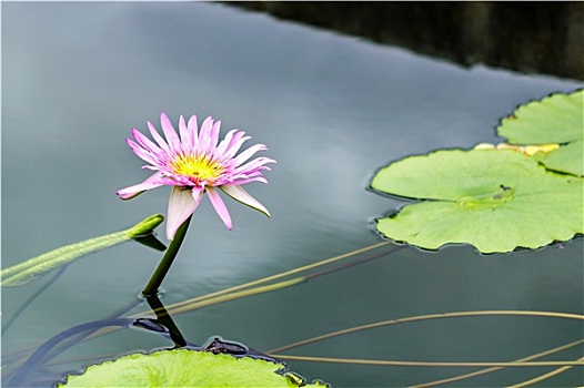 粉色,莲花