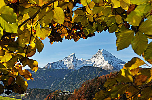 山,顶峰,风景,枝条,叶子,地区,贝希特斯加登地区,上巴伐利亚,巴伐利亚,德国,欧洲