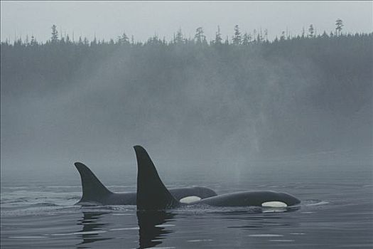 逆戟鲸,北方,女性,平面,雾,约翰斯顿海峡,不列颠哥伦比亚省,加拿大