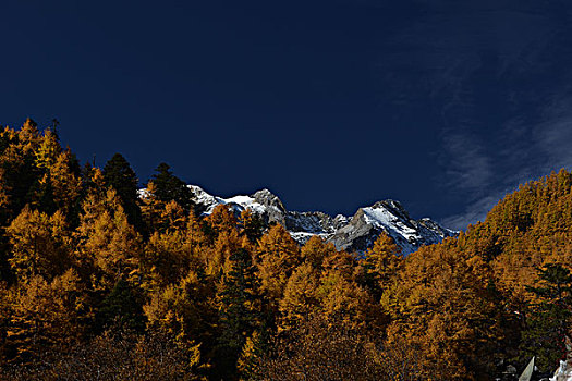 雪山秋天金黄色落叶松