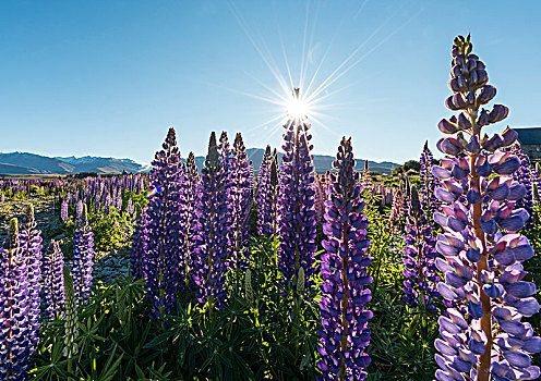 太阳,发光,紫色,羽扇豆属植物,羽扇豆,特卡波湖,坎特伯雷地区,南部地区,新西兰,大洋洲