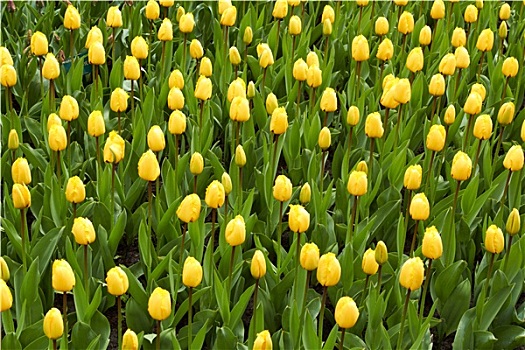 黄色,郁金香,库肯霍夫公园,花园,荷兰