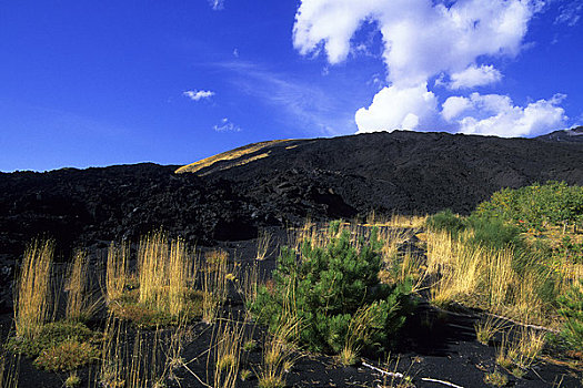 意大利,西西里,山,埃特纳火山,火山口,斜坡,老,熔岩流,植被