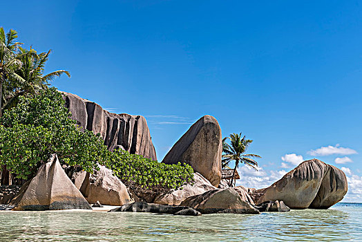花冈岩,石头,棕榈树,海滩,拉迪格岛,塞舌尔,非洲