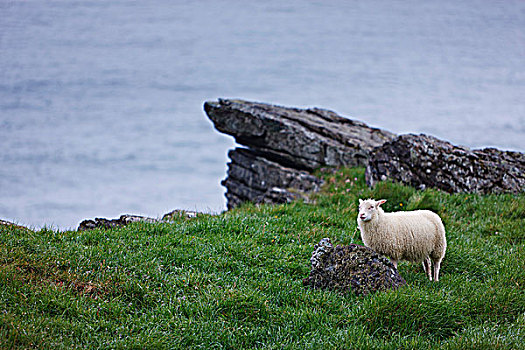 绵羊,区域,冰岛