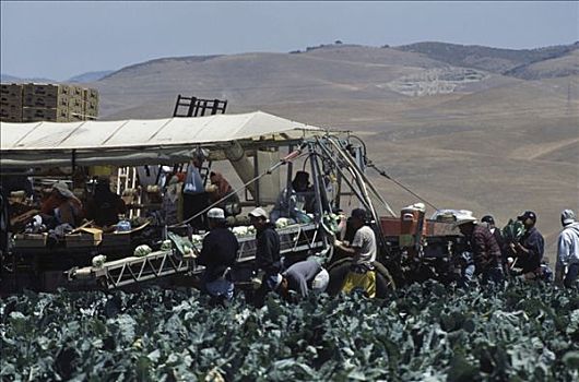 工人,收获,花椰菜,地点,加利福尼亚,美国