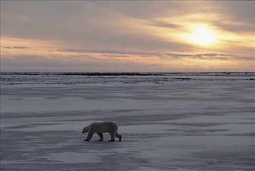 北极熊,冰原,日出,丘吉尔市,曼尼托巴,加拿大
