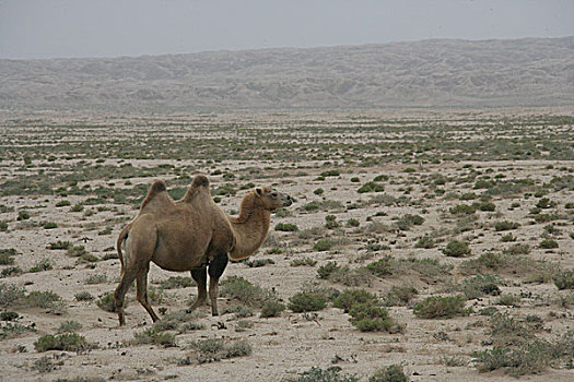 骆驼,绿洲