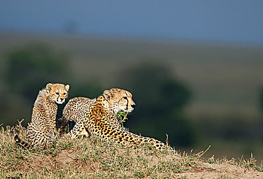 印度豹,成年,女性,幼兽,马赛马拉,肯尼亚,非洲
