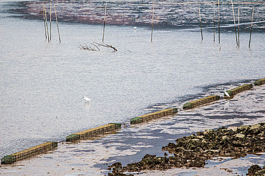 江门银湖湾湿地风光