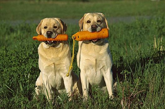 黄色拉布拉多犬,狗,两个,成年人,坐,并排,训练,嘴