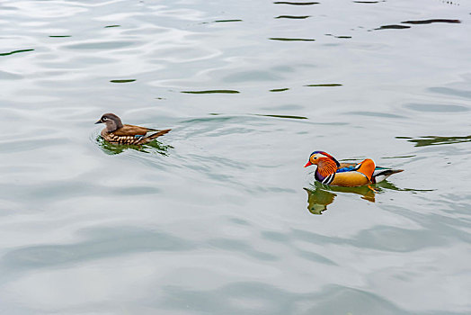 水中鸳鸯