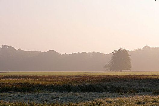 晨雾,上方,草地,自然保护区,黑森州,德国,欧洲