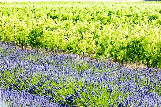 薰衣草种植区,葡萄园,隆河阿尔卑斯山省,法国