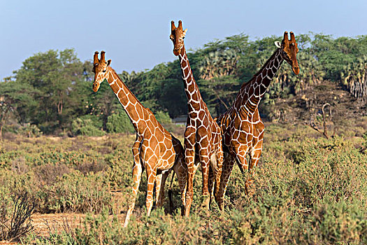三个,长颈鹿,网纹长颈鹿,萨布鲁国家公园,肯尼亚,非洲
