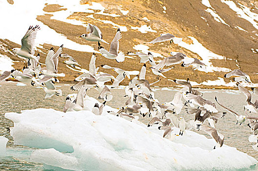 挪威,斯瓦尔巴群岛,斯匹次卑尔根岛,黑脚三趾鸥,三趾鸥,成群,飞,浮冰