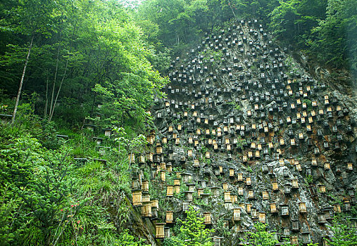 神农架,官门山,风景,景点,旅游,高山,瀑布,河流,神秘,树木,植被,野人,动物,标本,展览,雕塑,蜂箱,养蜂,蜜蜂