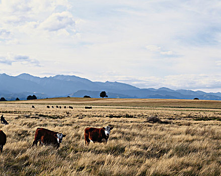新西兰,北岛,黑斯廷斯,母牛,山,背景,大幅,尺寸