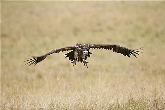 肉垂秃鹫,进入,陆地,马赛马拉,肯尼亚
