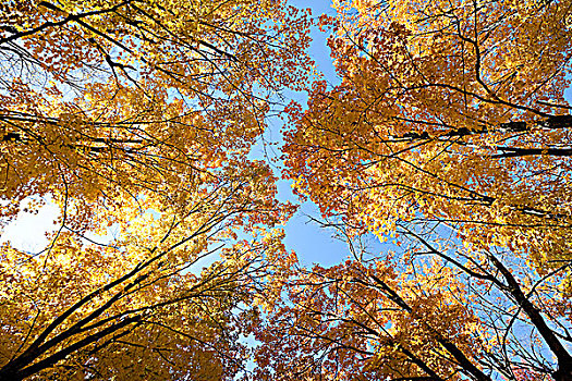 秋叶,枫树,阿尔冈金省立公园,安大略省