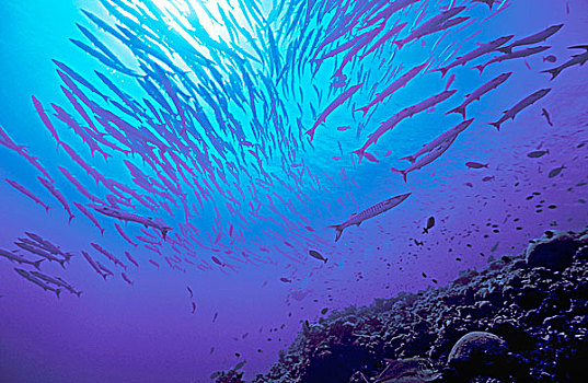 巴布亚新几内亚,鱼,水下视角