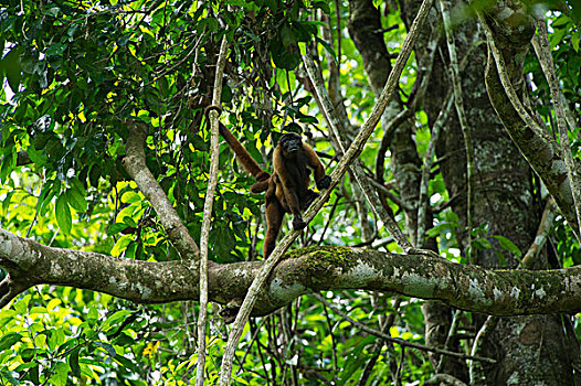 猴子,攀登,树,国家公园,亚马逊河,厄瓜多尔