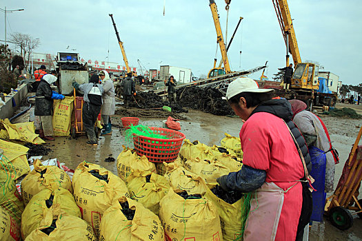 山东省日照市,海虹扇贝新鲜上岸,渔民熟练分拣加工满足餐桌需求