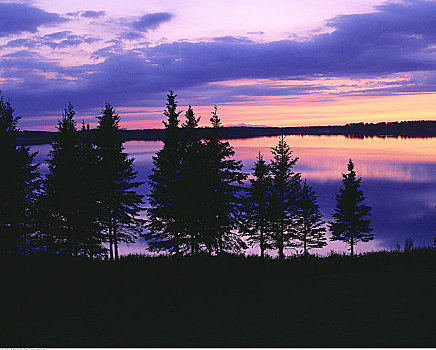 日落,上方,树,湖,怀特雪尔省立公园,曼尼托巴,加拿大