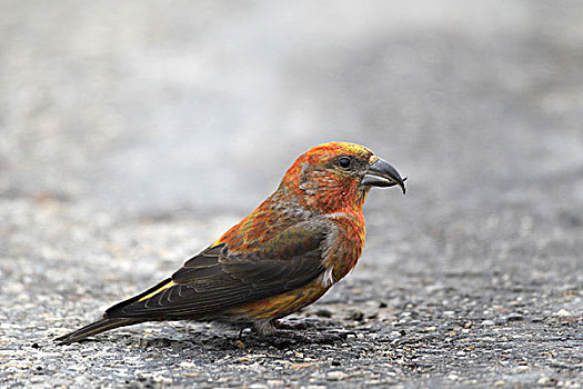 红交喙鸟,雄性,坐,沥青,道路,巴伐利亚,德国,欧洲