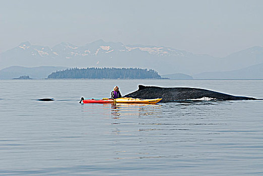 驼背鲸,表面,靠近,女人,弗雷德里克湾,东南阿拉斯加,夏天