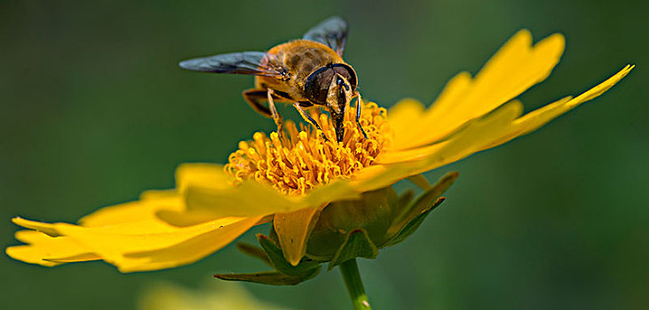 蜜蜂005
