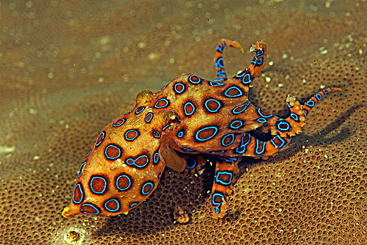 章鱼,四王群岛,伊里安查亚省,西巴布亚,印度尼西亚,亚洲