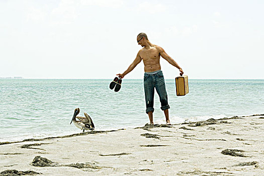 站立,男人,海滩,看,鹈鹕,鞋,手提箱