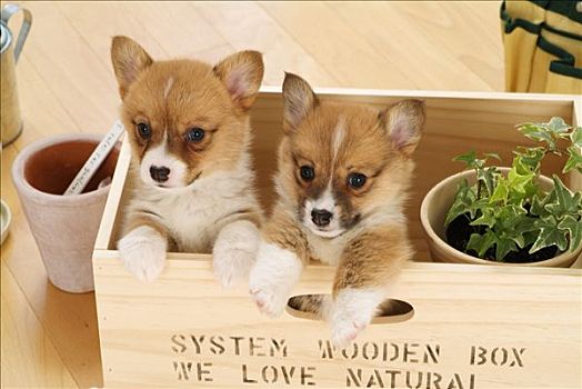俯拍,两个,彭布罗克威尔士柯基犬,小狗,木盒