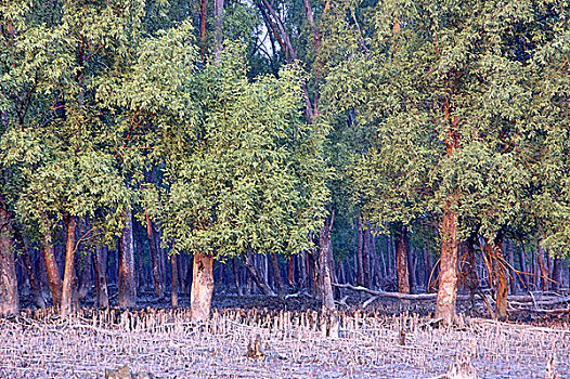 根部,红树,红树林,树林,世界,库尔纳市,孟加拉,十一月,2005年