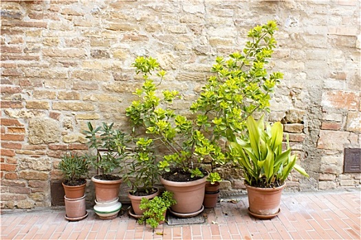 排,罐,植物,砖墙,背景