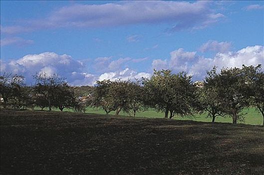 苹果树,德国,欧洲