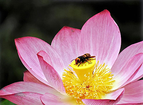 蜜蜂与荷花