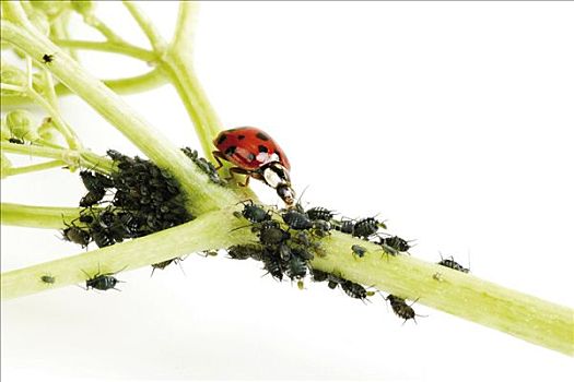 瓢虫,植物,虱子