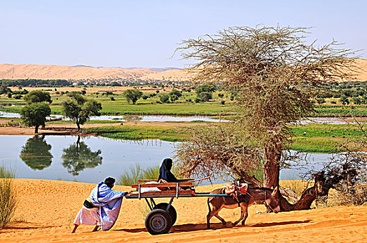 驴,手推车,软,沙子,区域,毛里塔尼亚,非洲