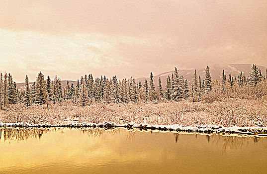 冬天,景色,弓谷省立公园,加拿大,落矶山,艾伯塔省