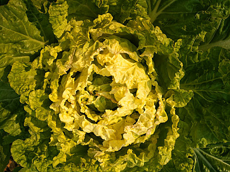 新鲜蔬菜,蔬菜素材,绿叶菜